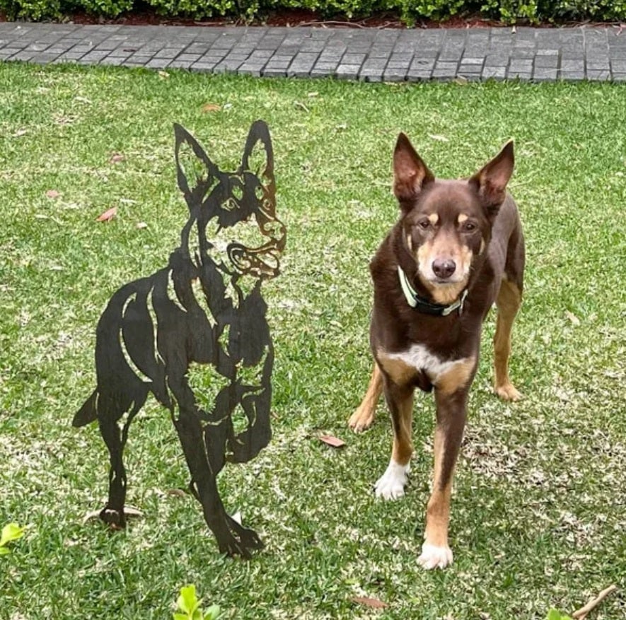 Month Old Kelpie Lifespan Of A Kelpie Clearance