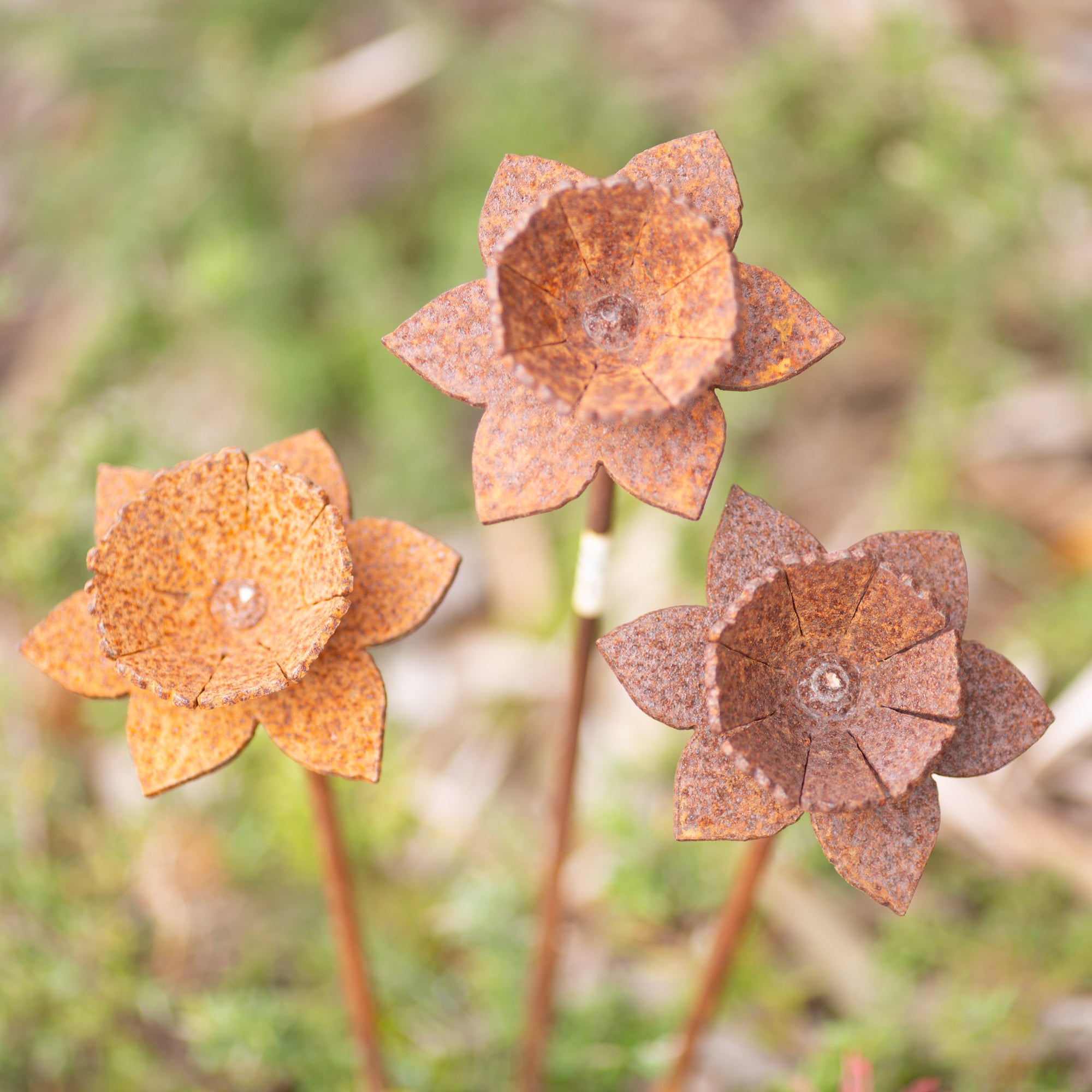 metal-daffodil-flower-rusty-garden-art-sculpture-gravelly-beach